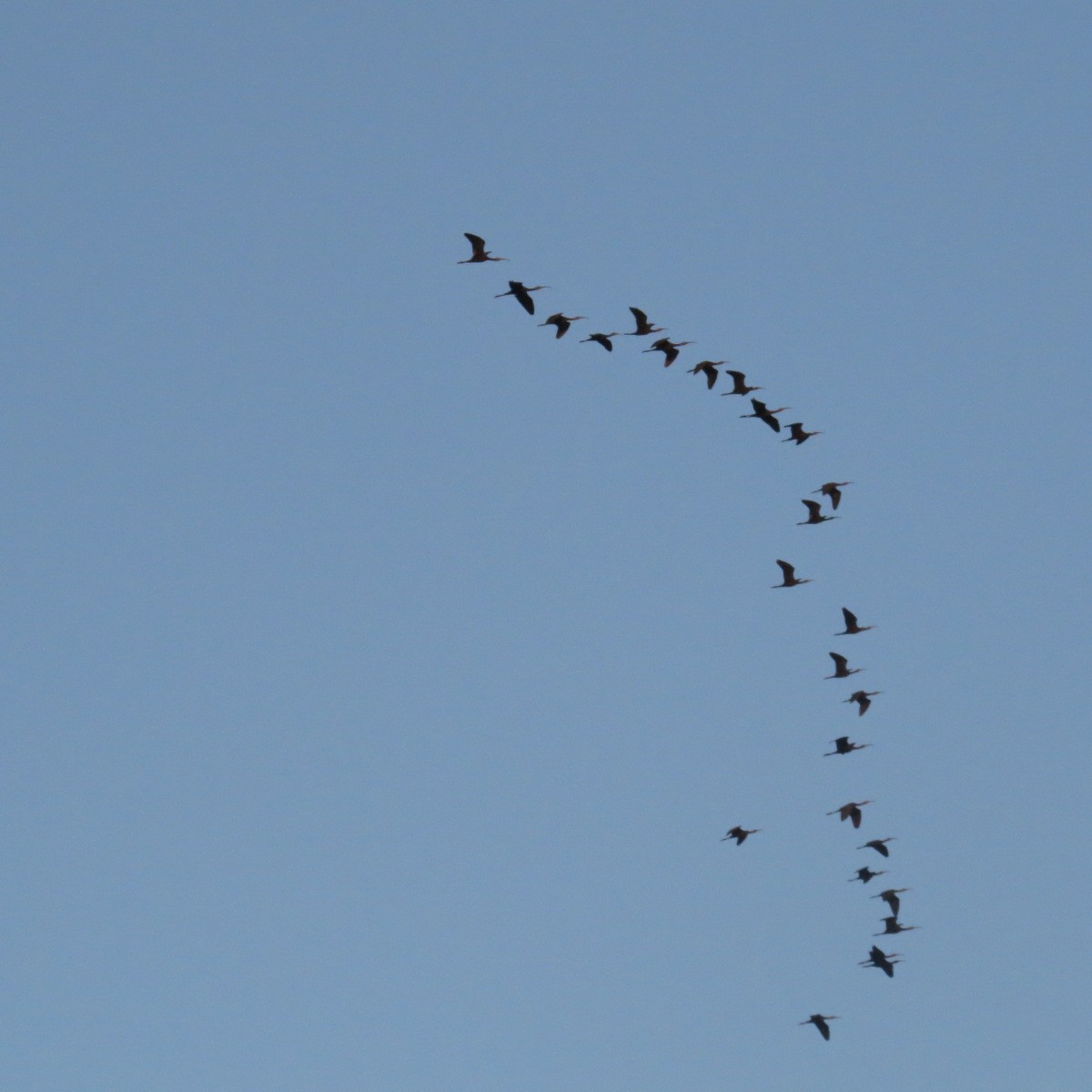 Beltzaran musuzuria - ML645850436