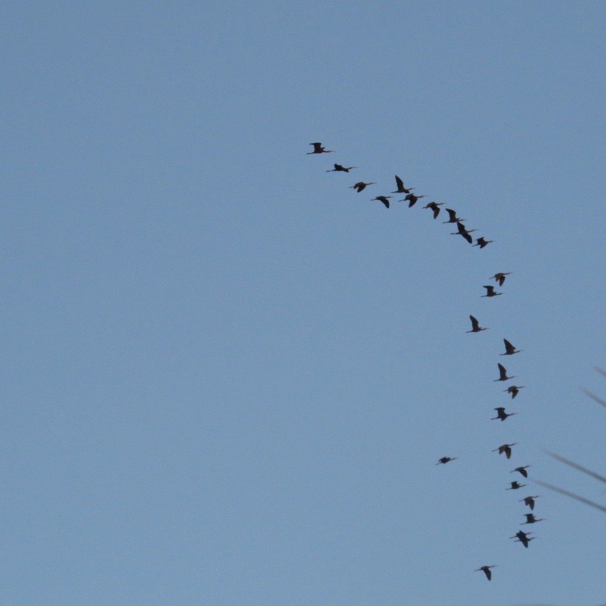 Beltzaran musuzuria - ML645850437