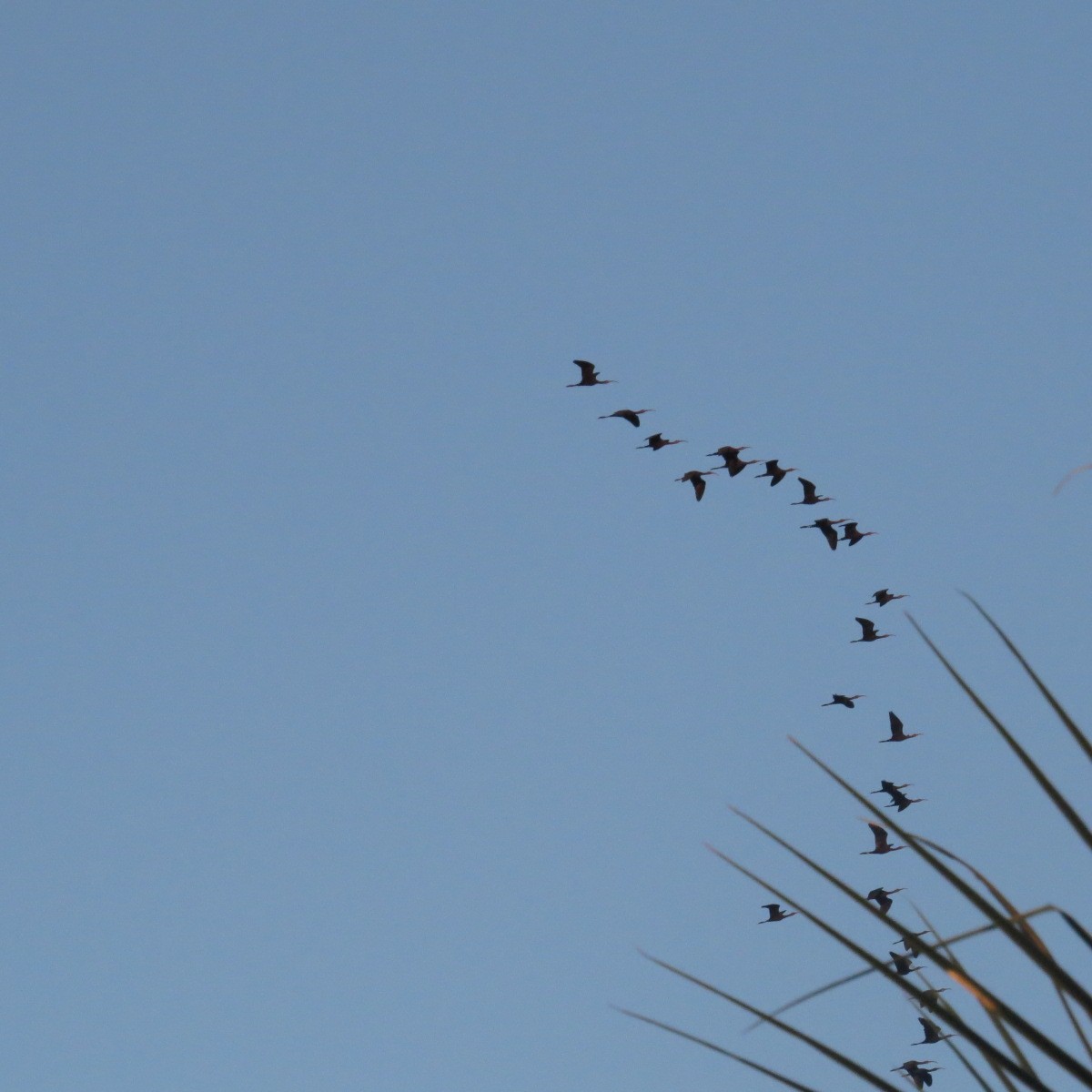 Beltzaran musuzuria - ML645850438