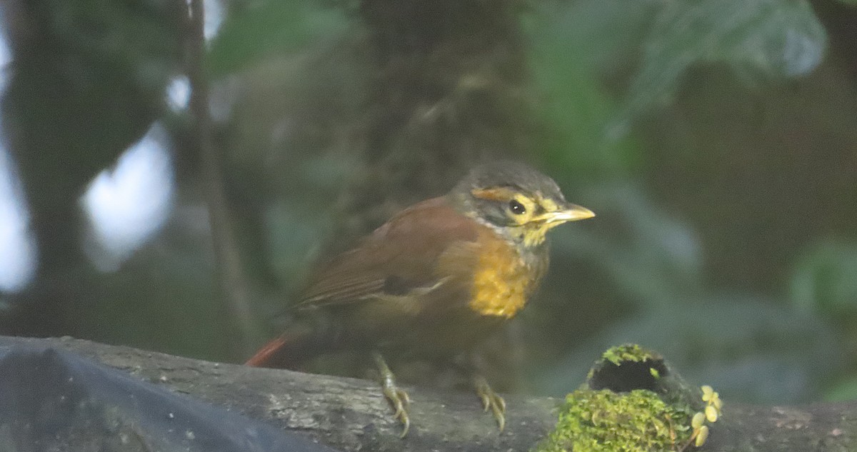 Scaly-throated Foliage-gleaner - ML645850442