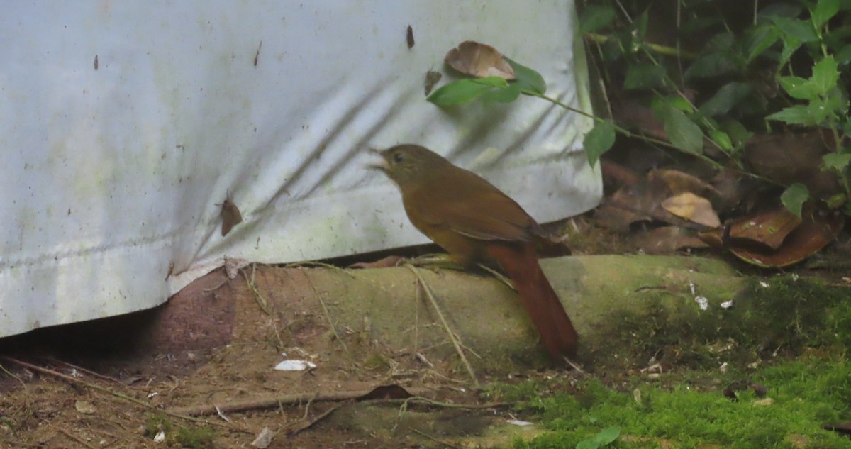 Streak-capped Treehunter - ML645850447