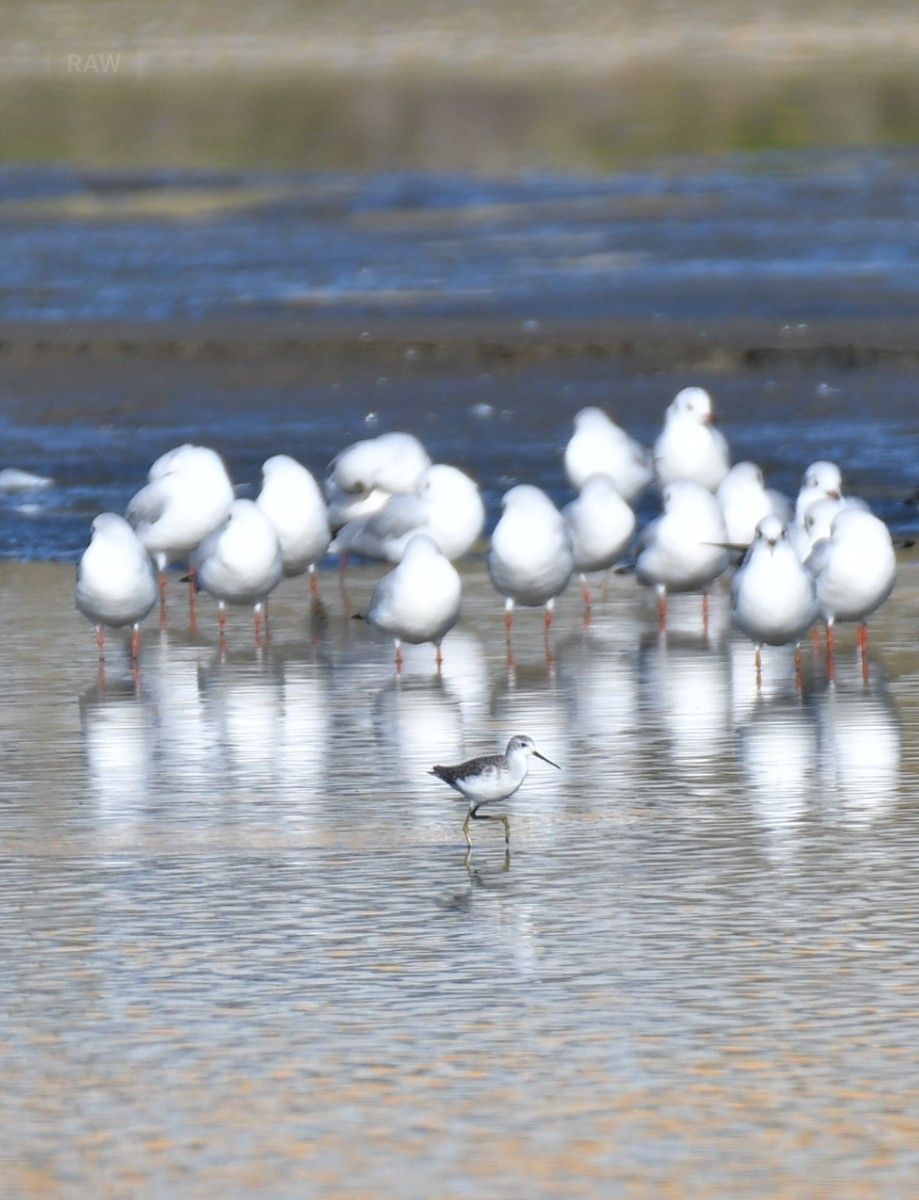 Marsh Sandpiper - ML645850454