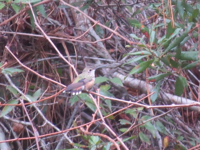 kalypta rezavolesklá/Allenova - ML645850456