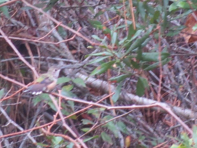 kalypta rezavolesklá/Allenova - ML645850457