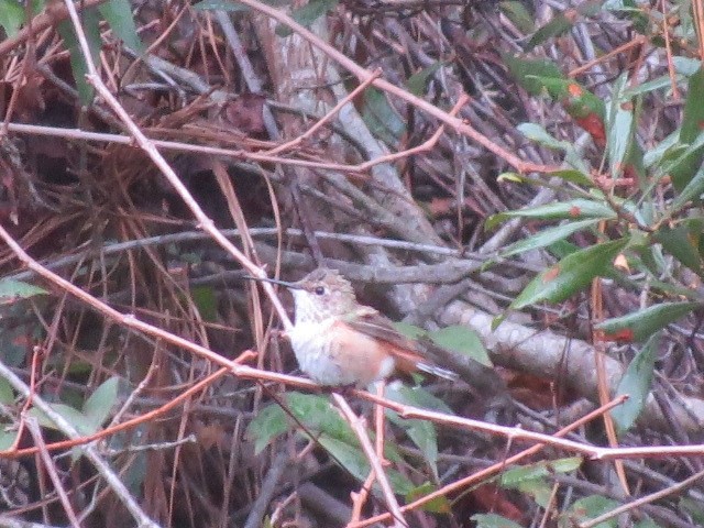 kalypta rezavolesklá/Allenova - ML645850458