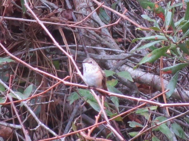 kalypta rezavolesklá/Allenova - ML645850459