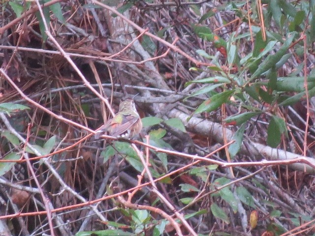 kalypta rezavolesklá/Allenova - ML645850460