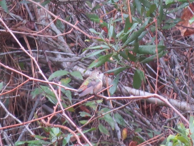 kalypta rezavolesklá/Allenova - ML645850461