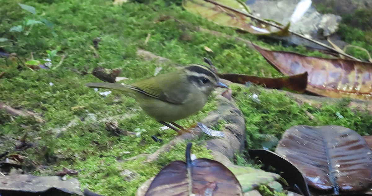 ミスジアメリカムシクイ - ML645850462