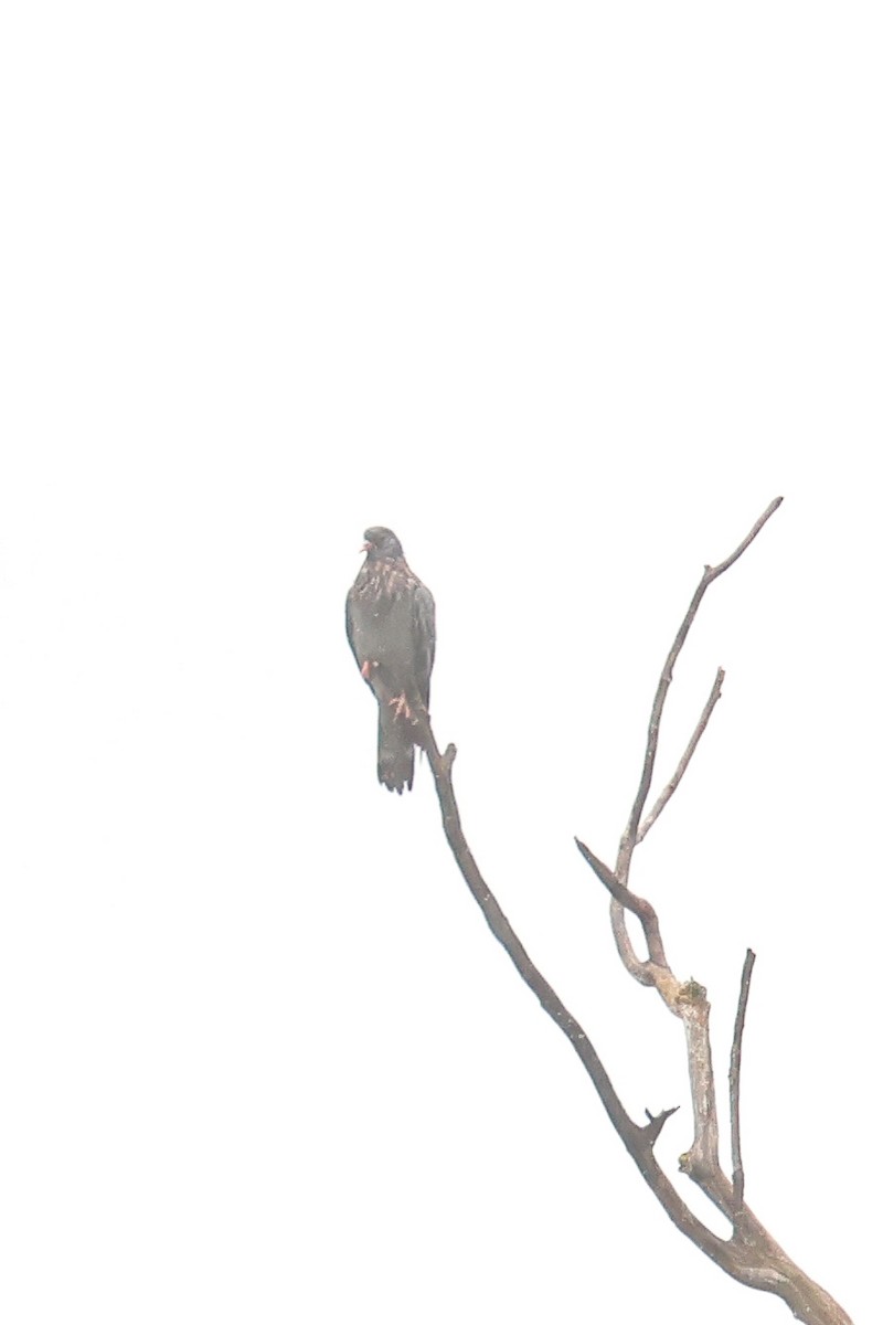 Common Wood-Pigeon - ML645850466