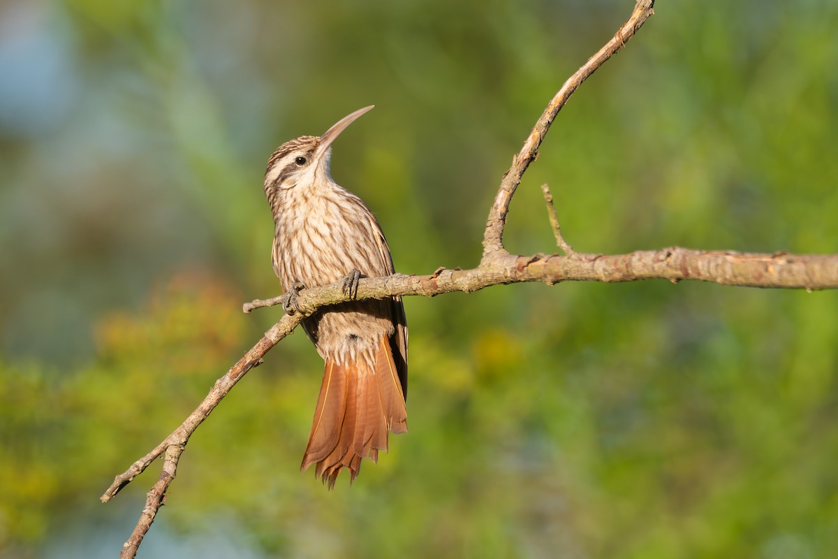 Narrow-billed Woodcreeper - ML645850467