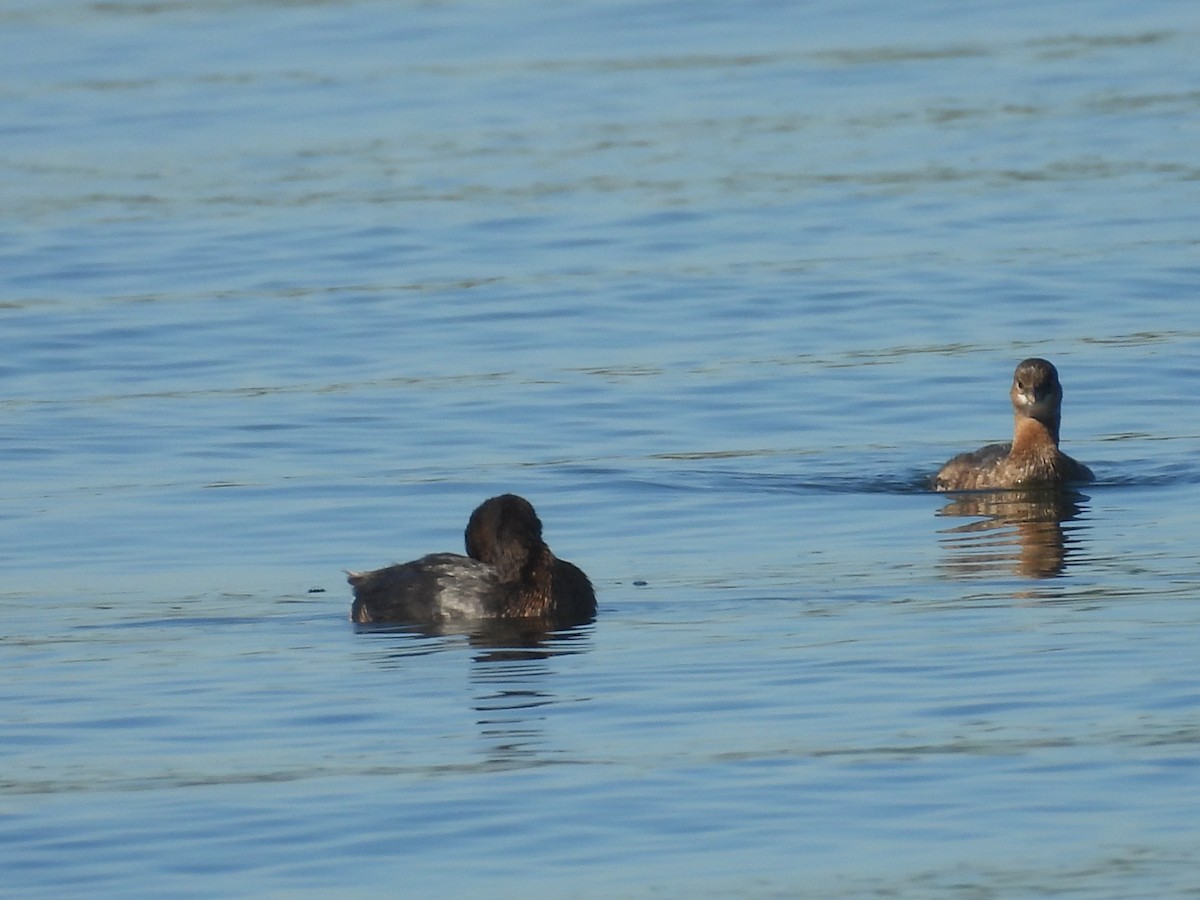 Pied-billed Grebe - ML645850471