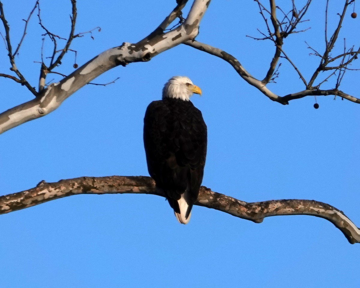 Bald Eagle - ML645850472