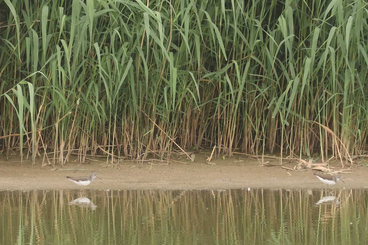 Green Sandpiper - ML645850475