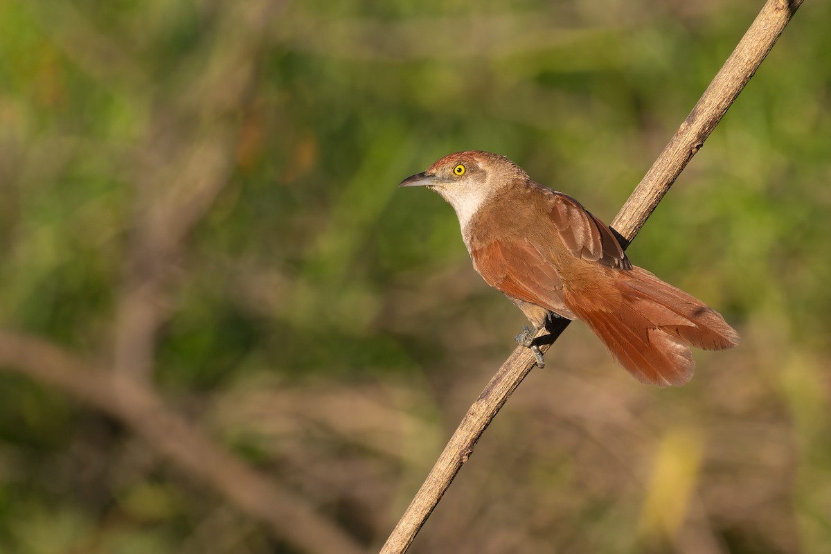 Greater Thornbird - ML645850476