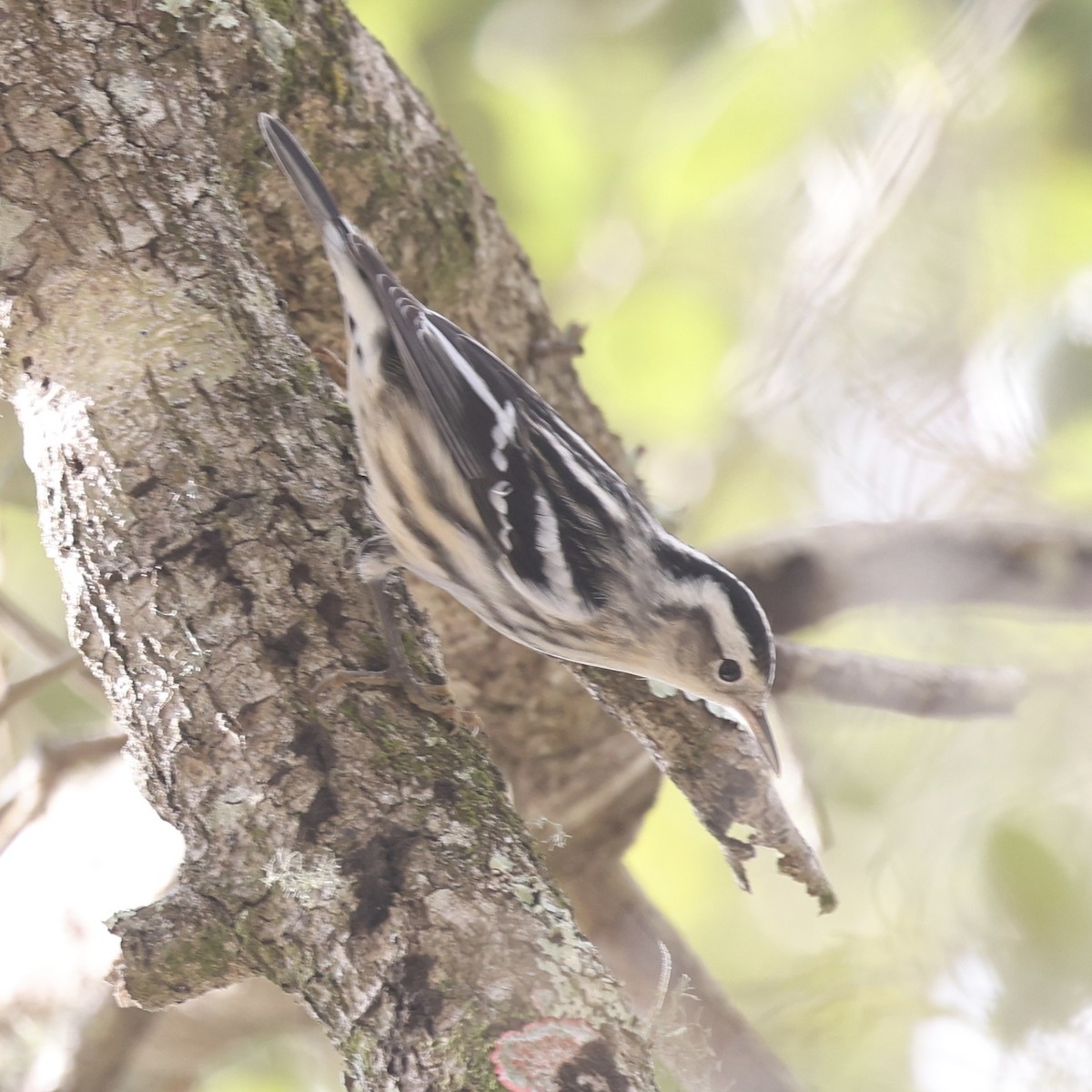 Black-and-white Warbler - ML645850483