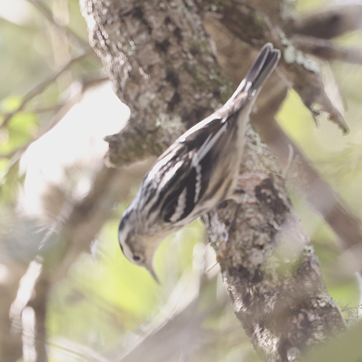 Black-and-white Warbler - ML645850484