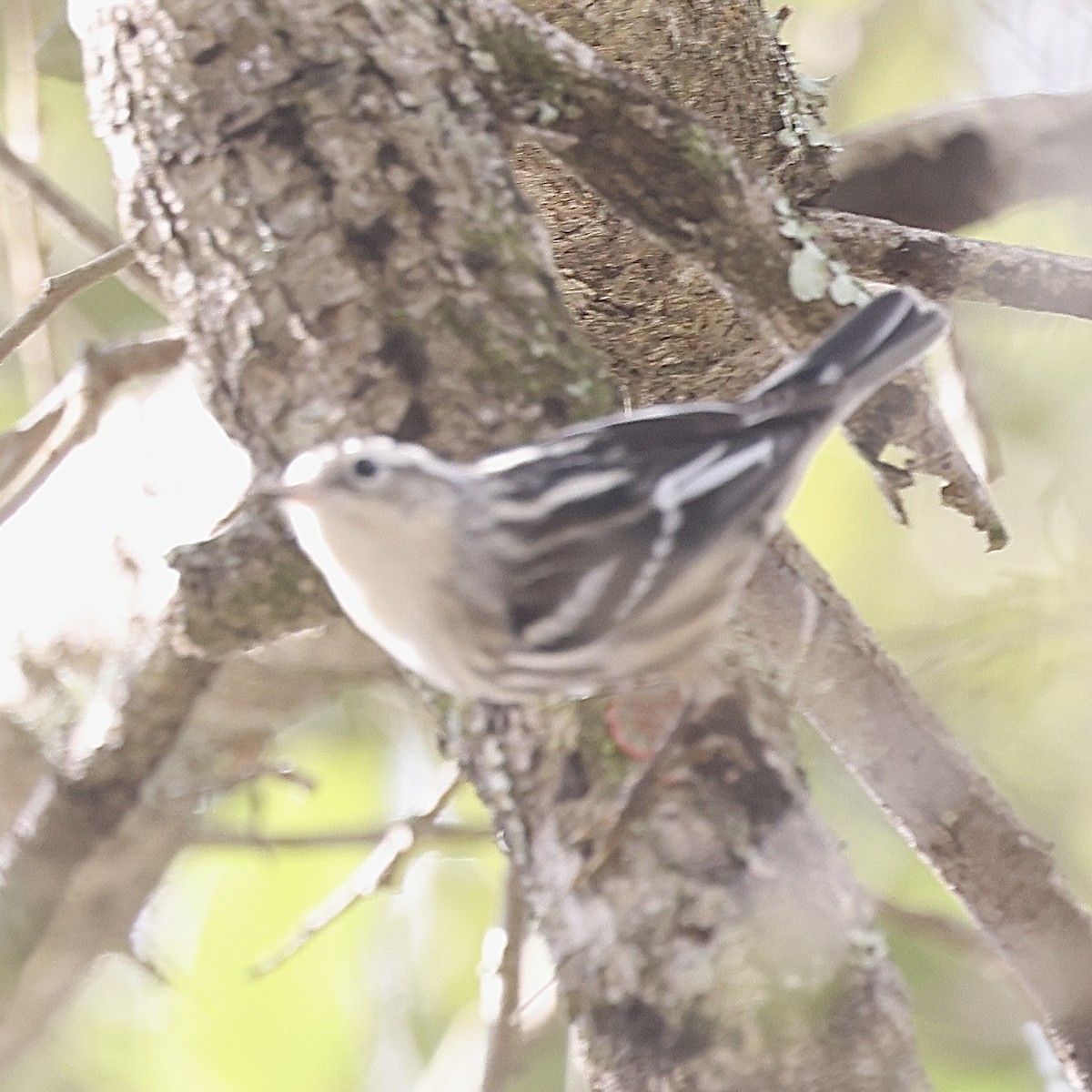 Black-and-white Warbler - ML645850485