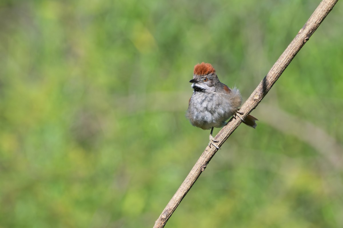 Sooty-fronted Spinetail - ML645850486