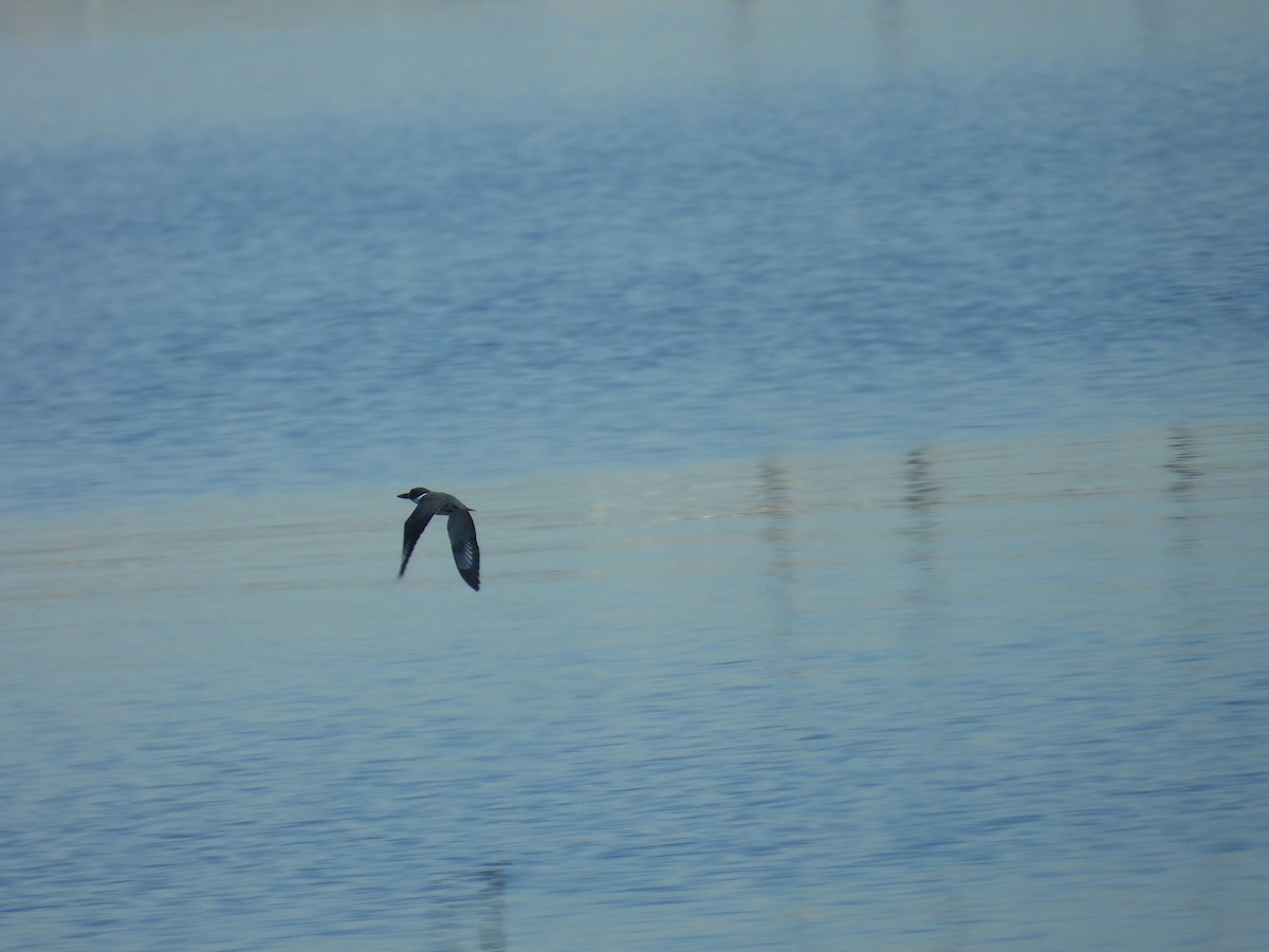 Belted Kingfisher - ML645850489