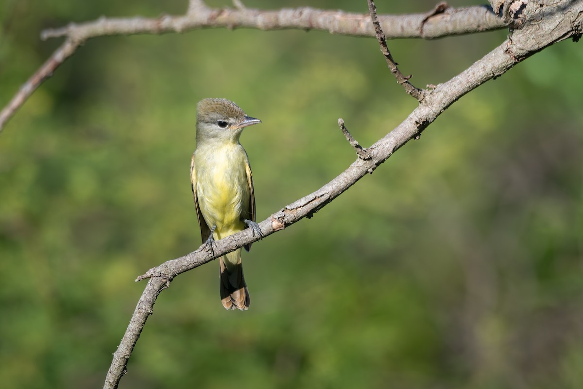White-winged Becard - ML645850500