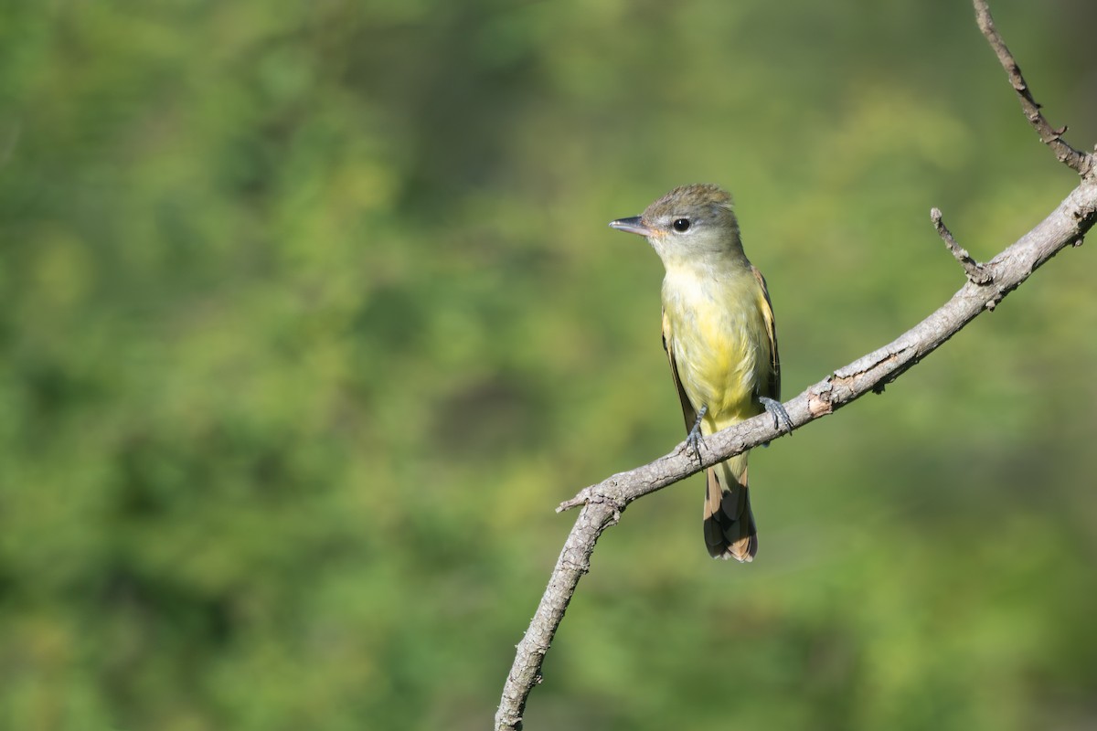 White-winged Becard - ML645850501