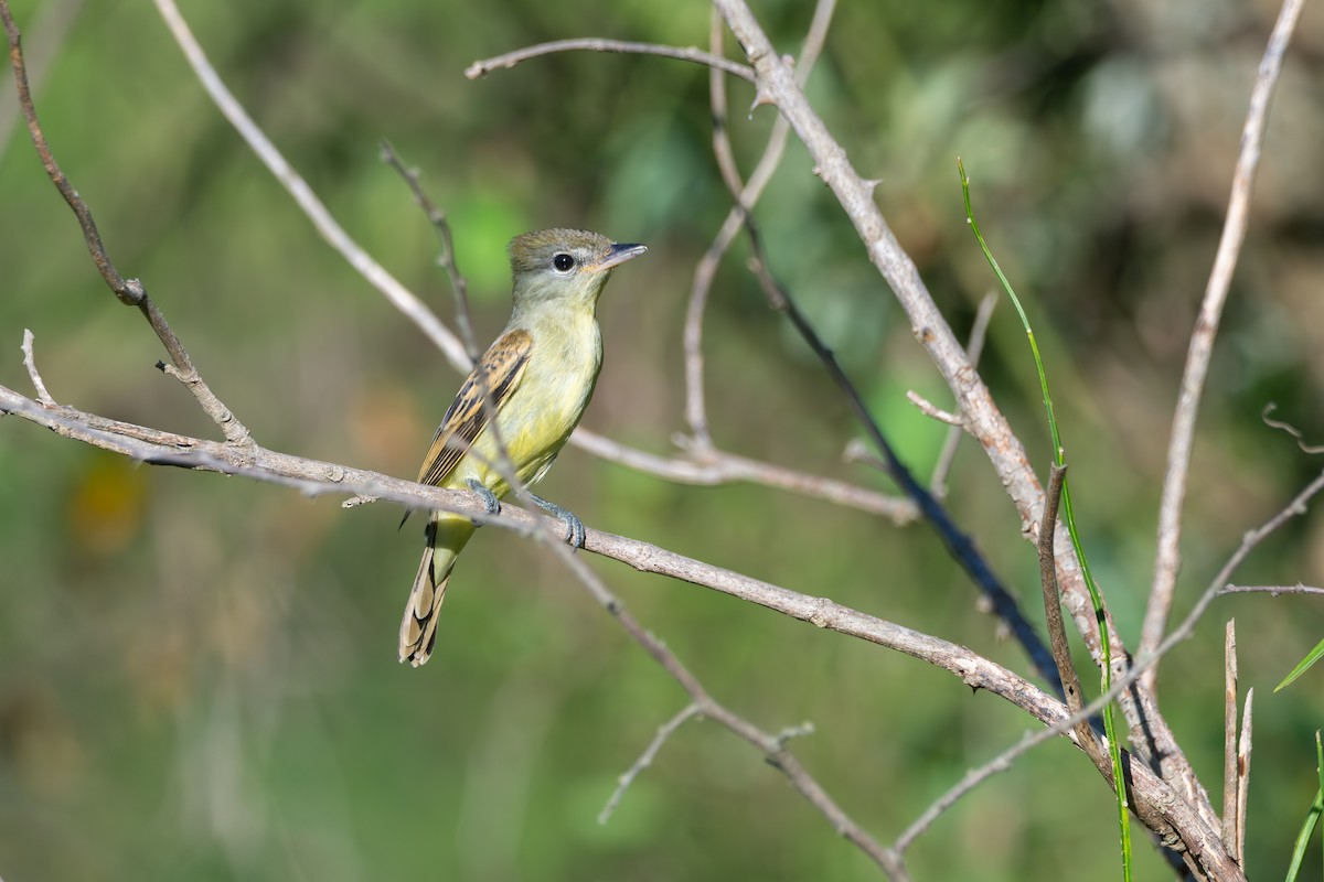 White-winged Becard - ML645850502