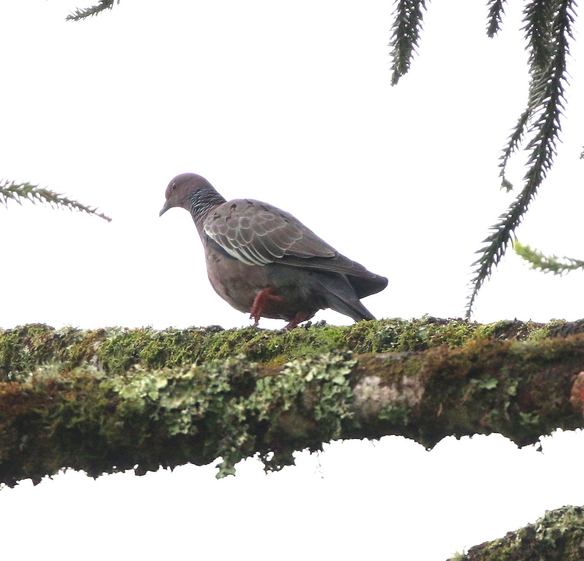 Picazuro Pigeon - ML645850505