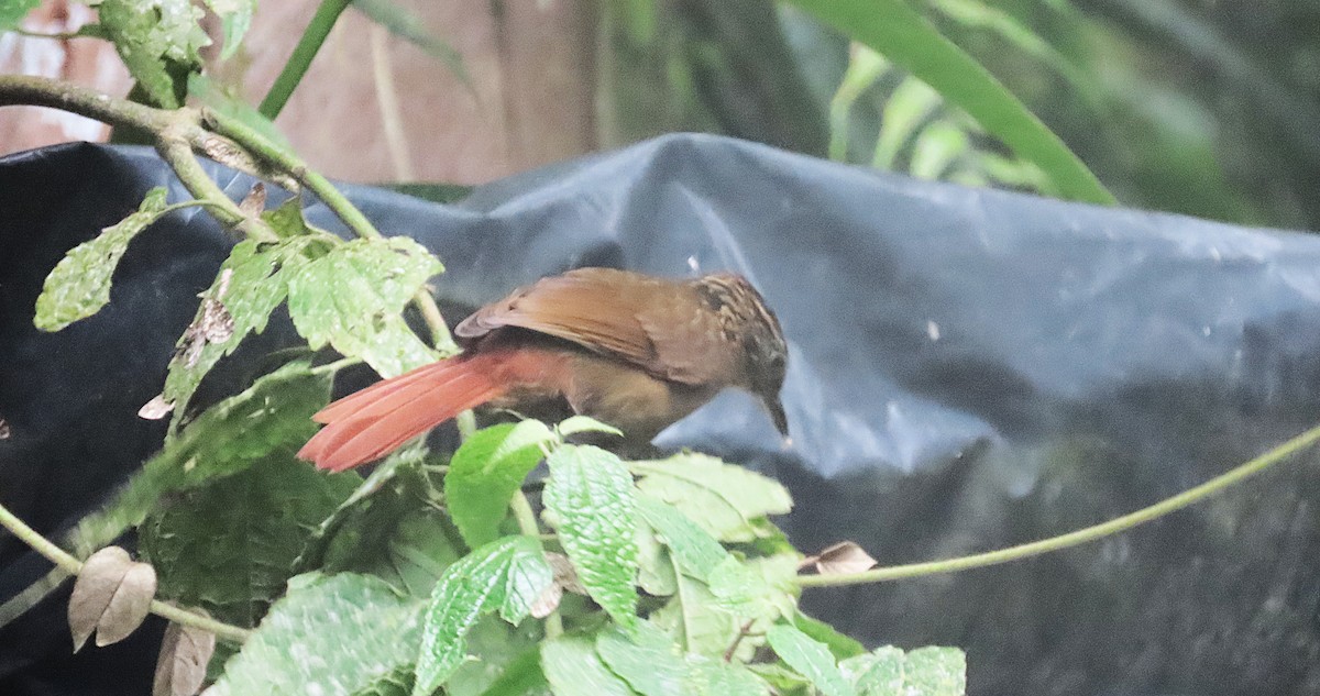 Lineated Foliage-gleaner - ML645850507