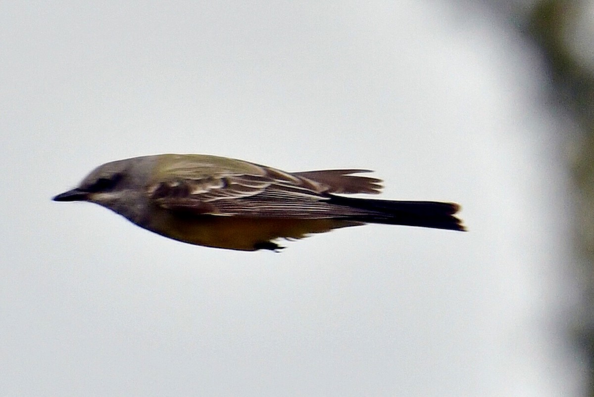 Western Kingbird - ML645850508