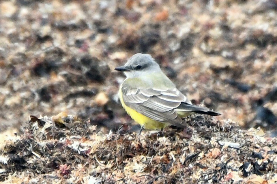 Western Kingbird - ML645850509