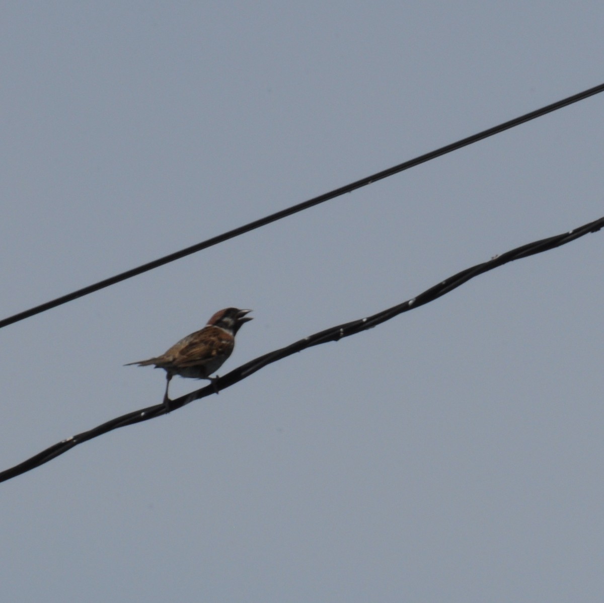 Eurasian Tree Sparrow - Diana Flora Padron Novoa