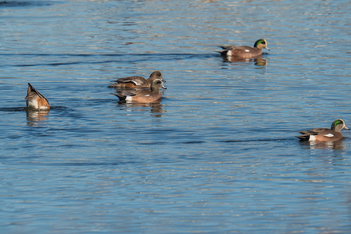 American Wigeon - ML645850522