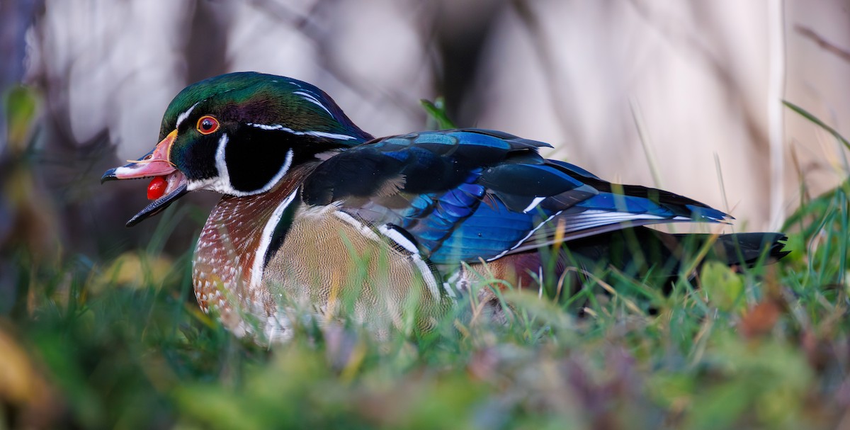 美洲鴛鴦 - ML645850524