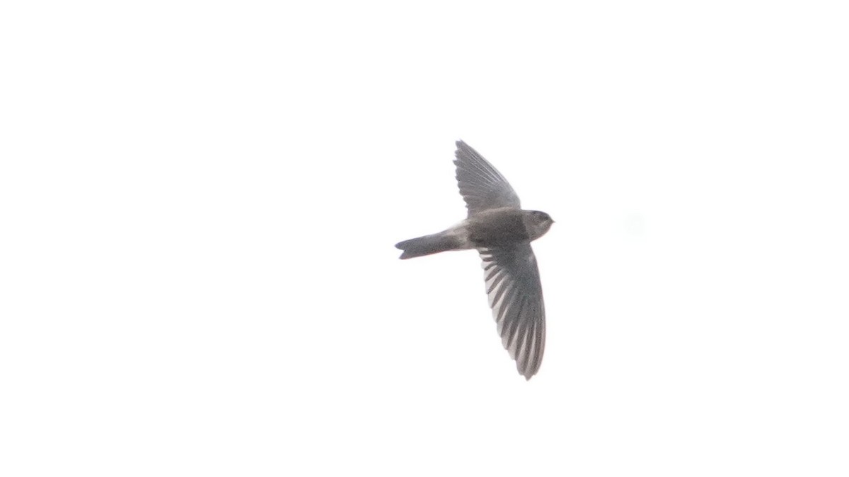 Mascarene Swiftlet - ML645850526
