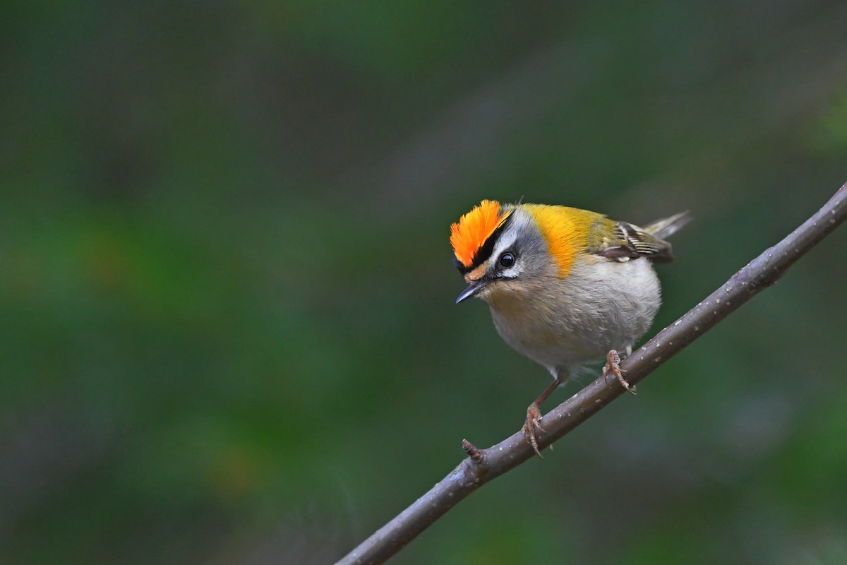 Common Firecrest - ML645850554
