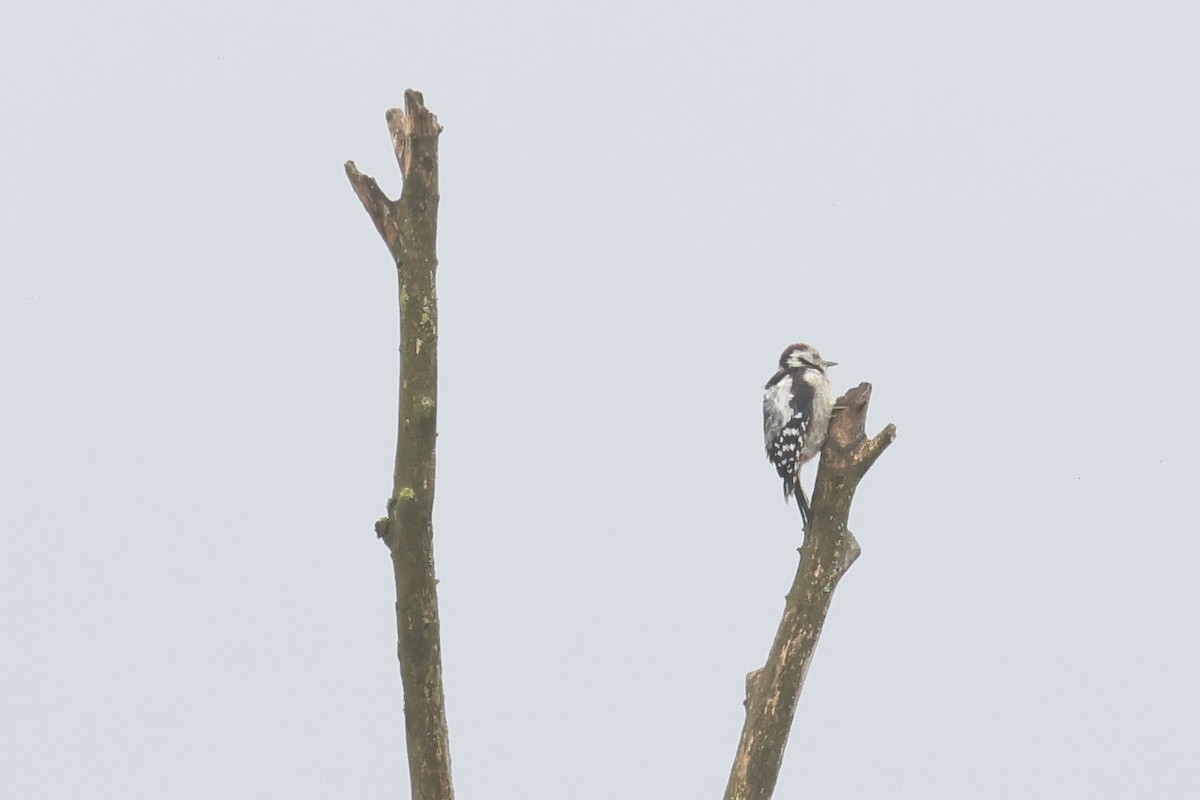 Middle Spotted Woodpecker - ML645850569