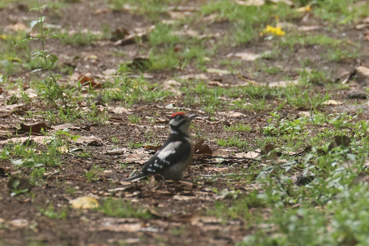 Great Spotted Woodpecker - ML645850570