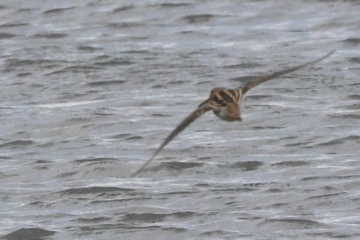 Common Snipe - ML645850575