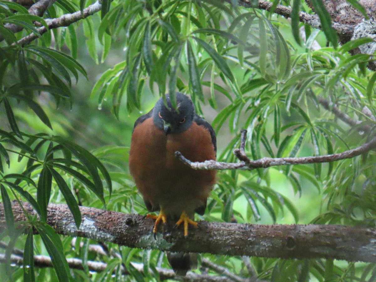 Double-toothed Kite - ML645850577
