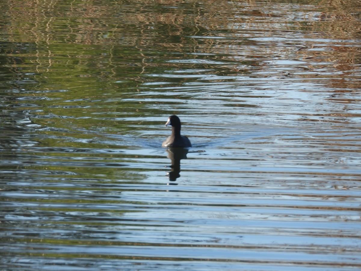 American Coot - ML645850578