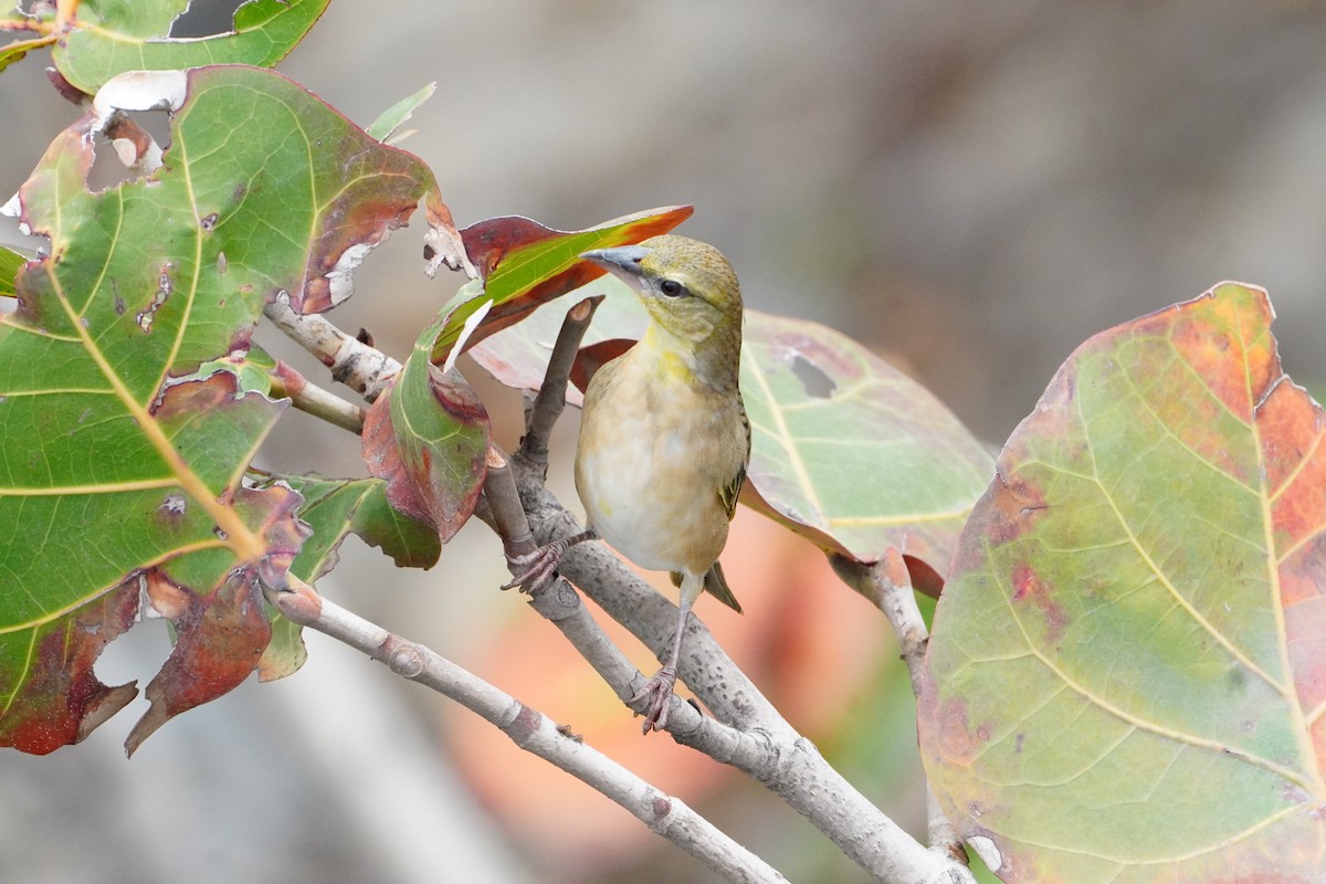 Village Weaver - ML645850579