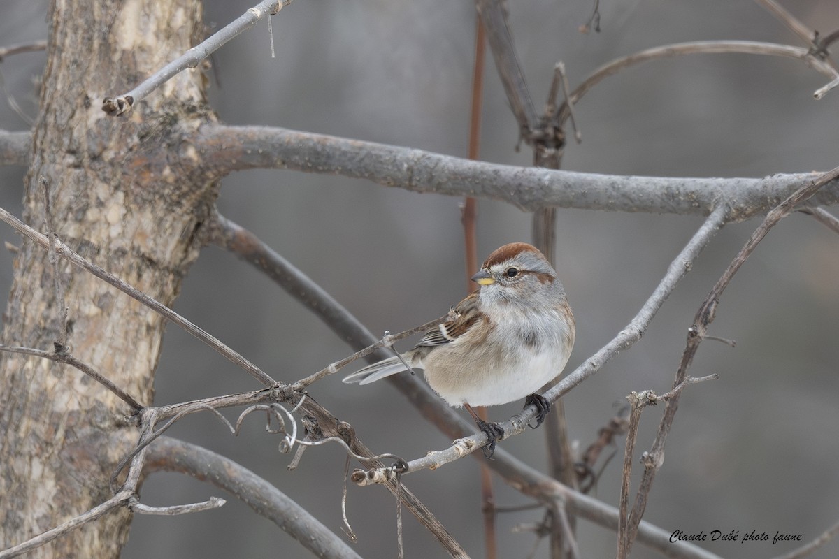 Пасовник північний - ML645850585