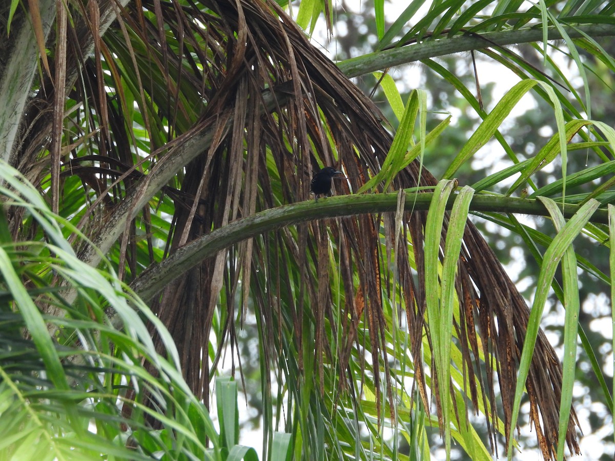 Dot-winged Antwren - ML645850587