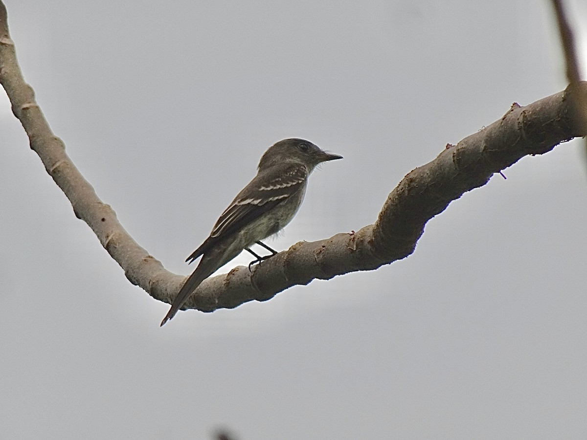 Eastern Wood-Pewee - ML645850592