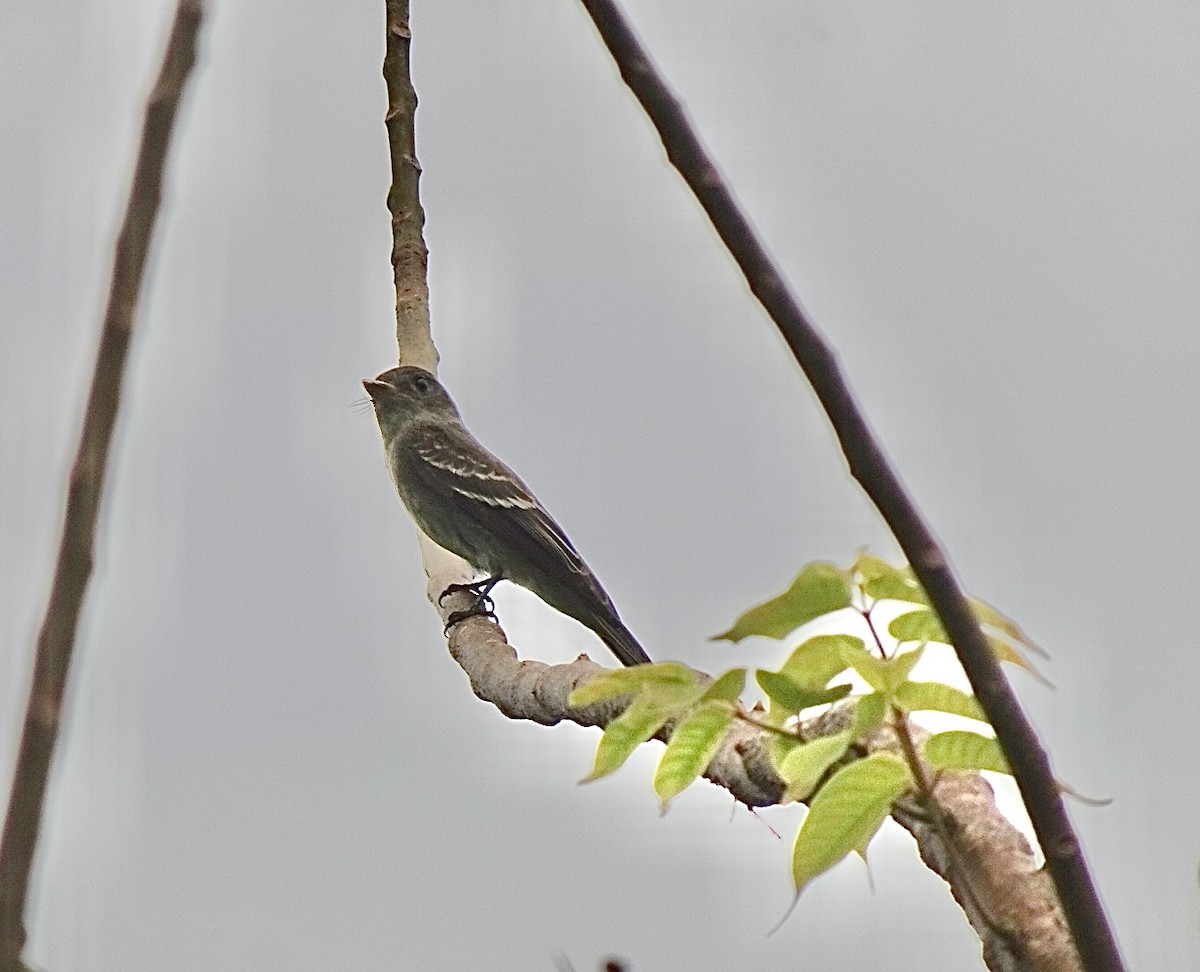 Eastern Wood-Pewee - ML645850593
