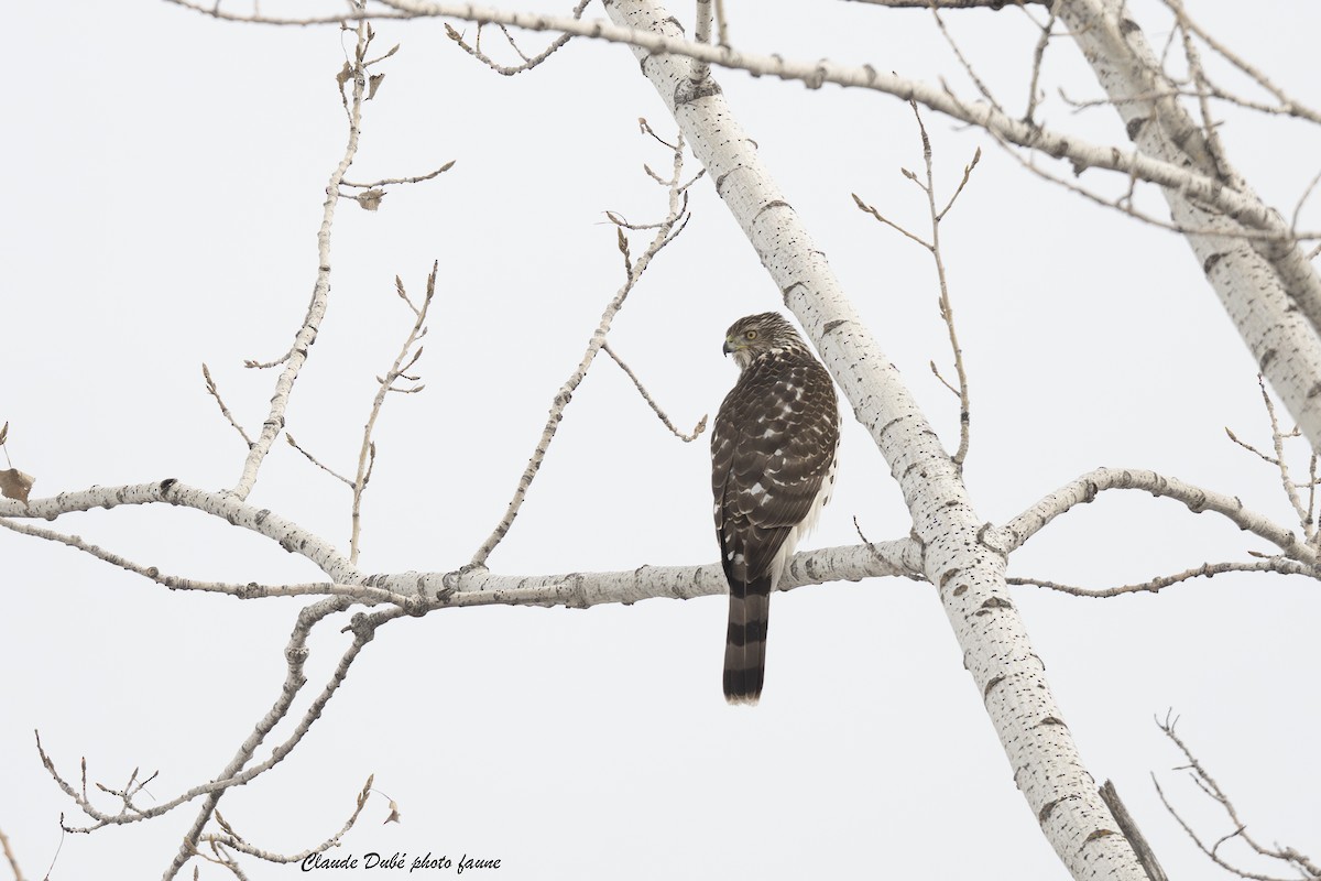 Cooper's Hawk - ML645850596
