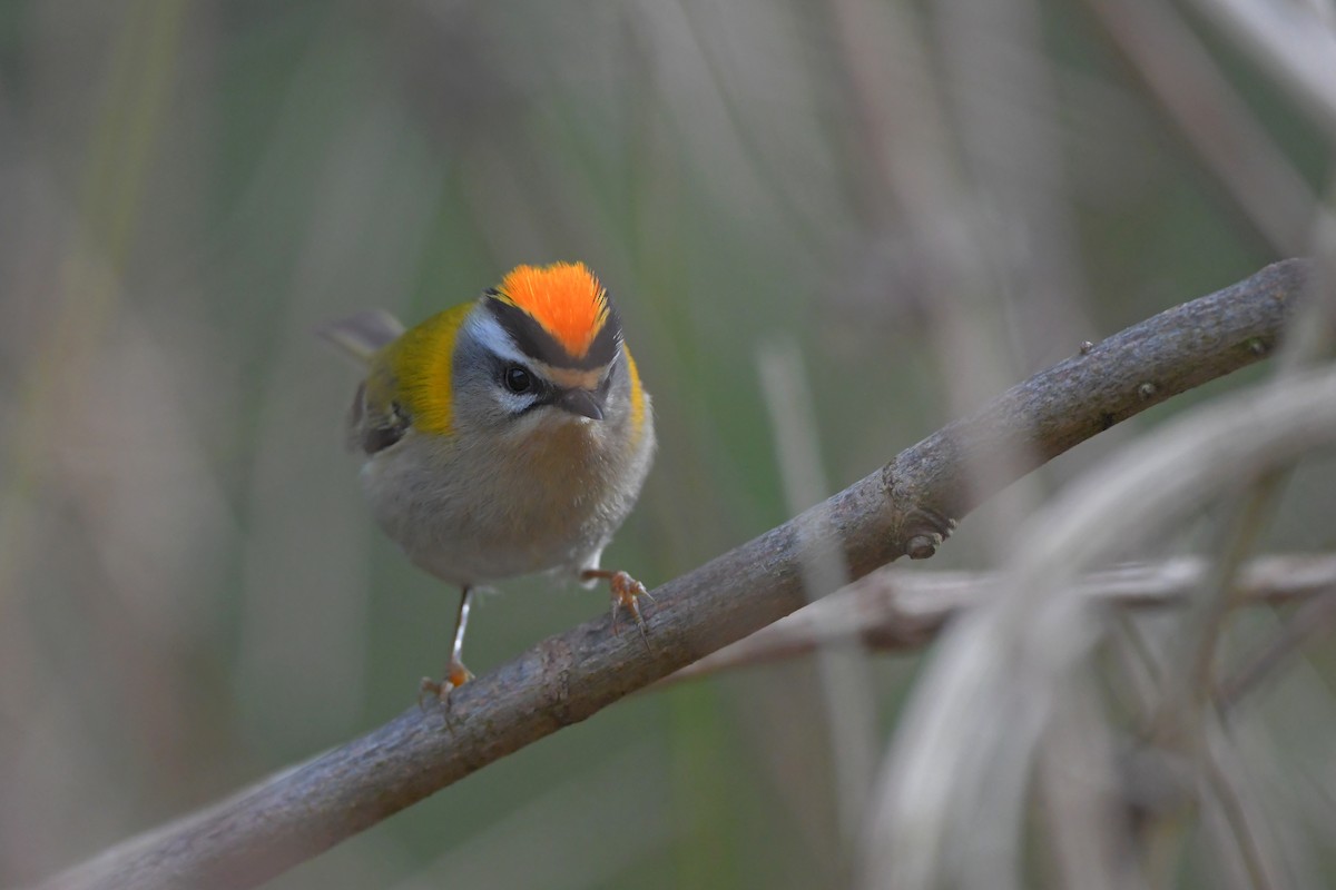 Common Firecrest - ML645850598