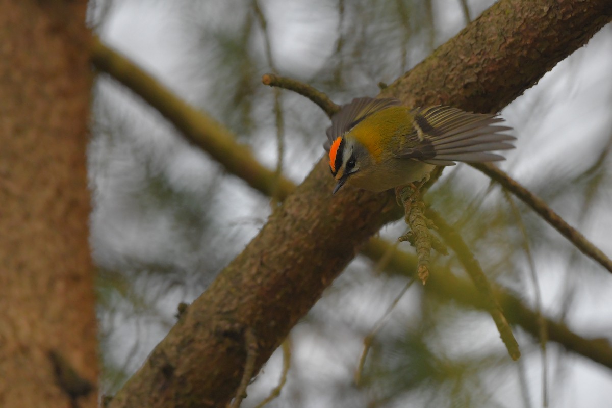 Common Firecrest - ML645850599