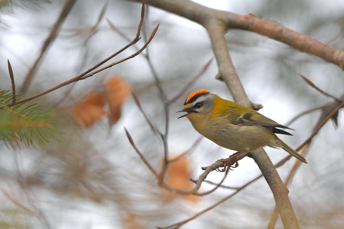 Common Firecrest - ML645850600